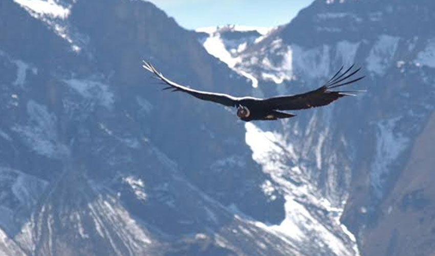 Del Cañón del Colca al Altiplano de Puno