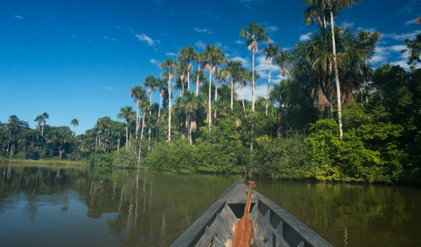Exploración de la selva y navegación nocturna